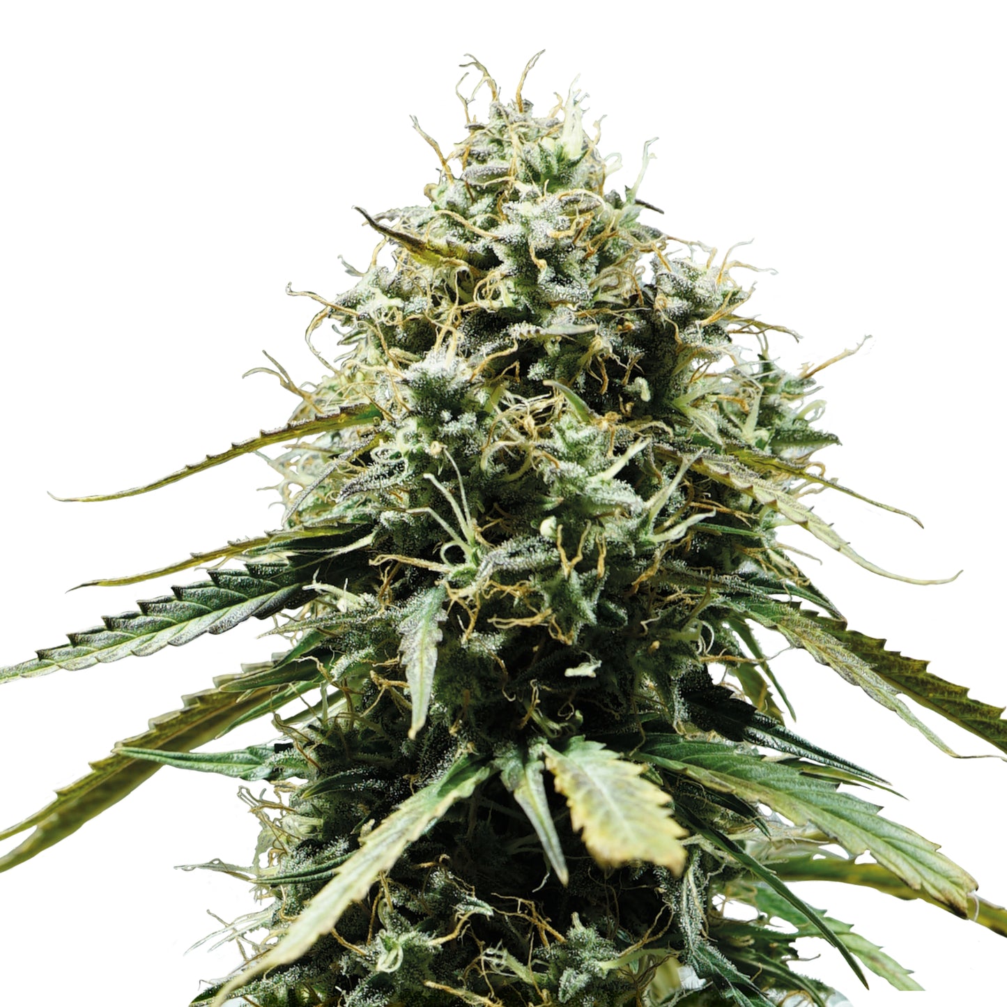 RQS Haze Berry Auto (3x)