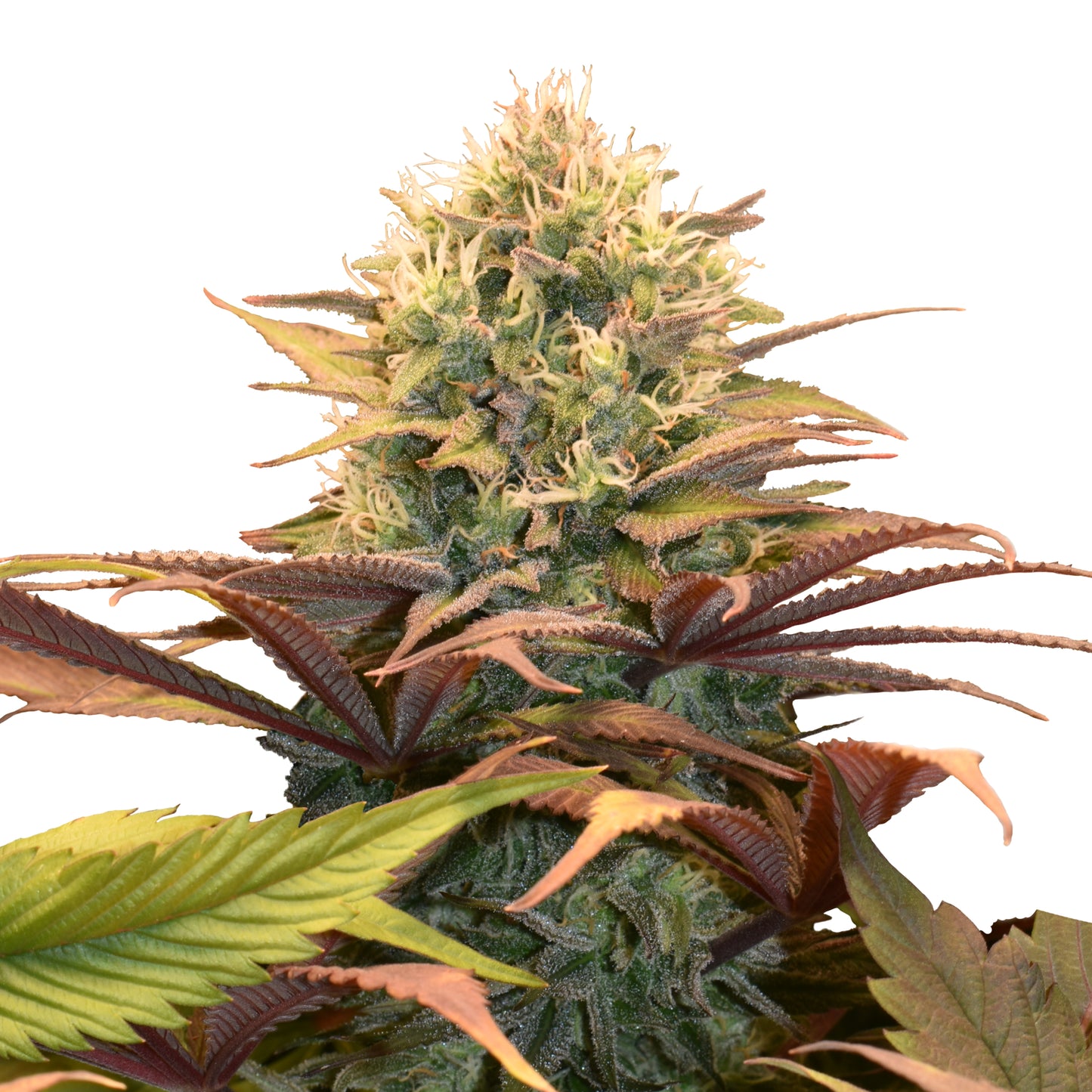 RQS Pineapple Kush (3x)